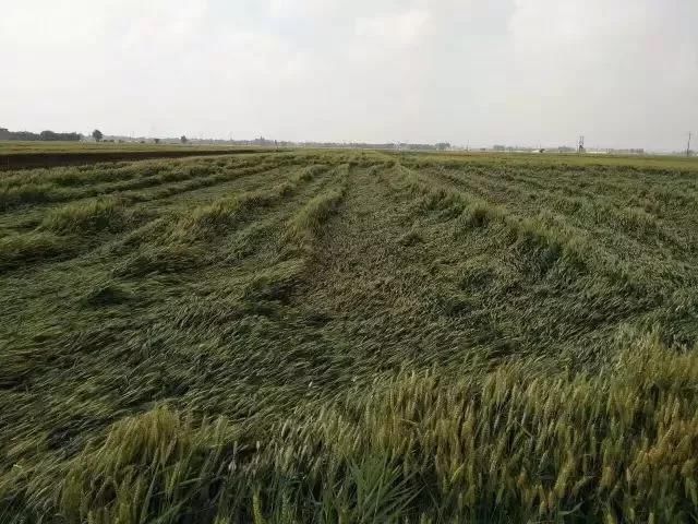 狂风、暴雨、冰雹突袭小麦主产区！严重倒伏惨不忍睹，今年小麦还