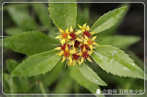 这种野菜含钙量是牛奶3倍,浑身是宝菜药兼用,