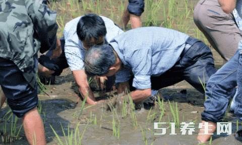 全村人下田疯捉这个宝，就连大老板都纷纷哄抢！