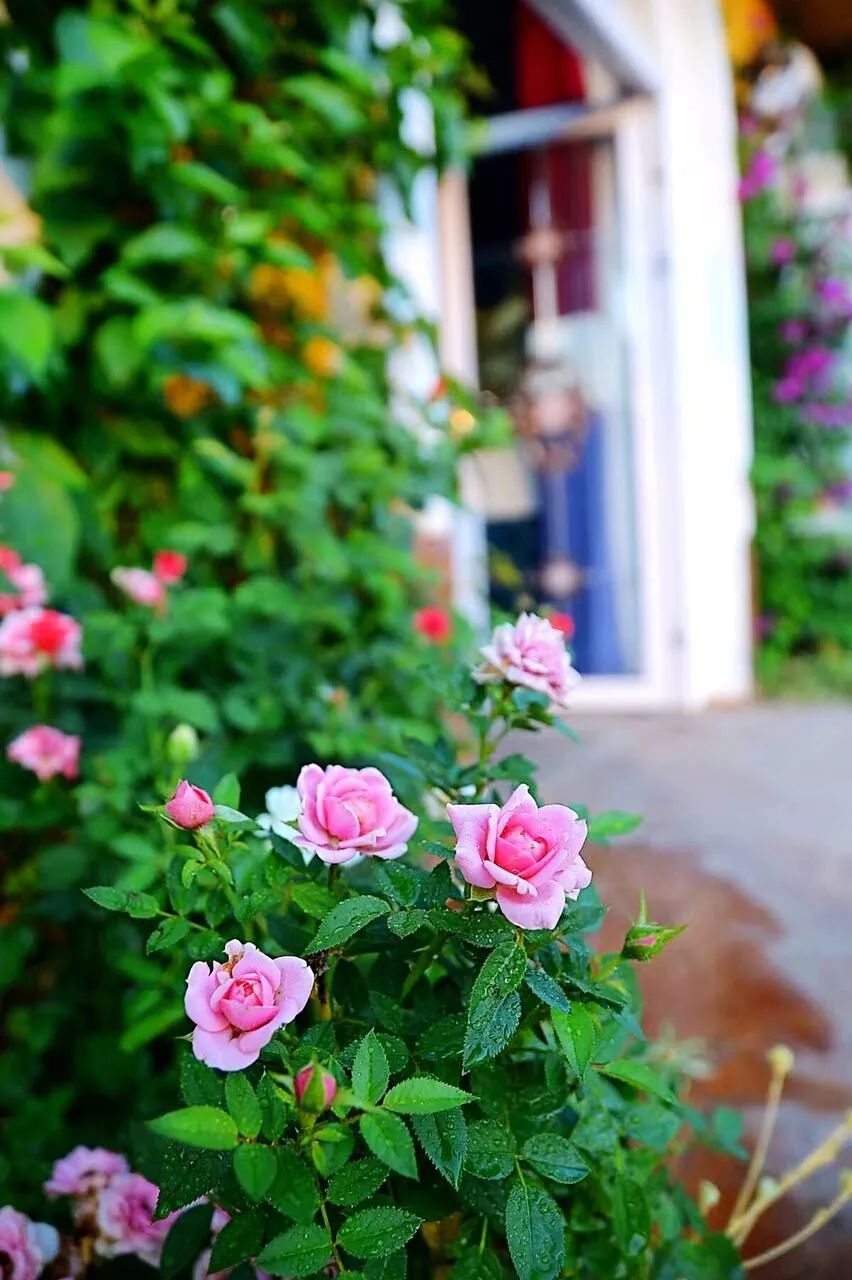 一对夫妻把青白江农家改造成“田园牧歌”，从此家有美景何必远方