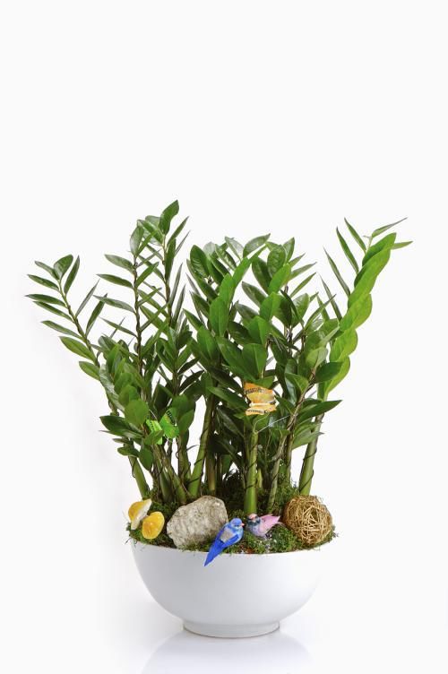 金钱树养护技巧,有很多好处!夏季怎么扦插呢?