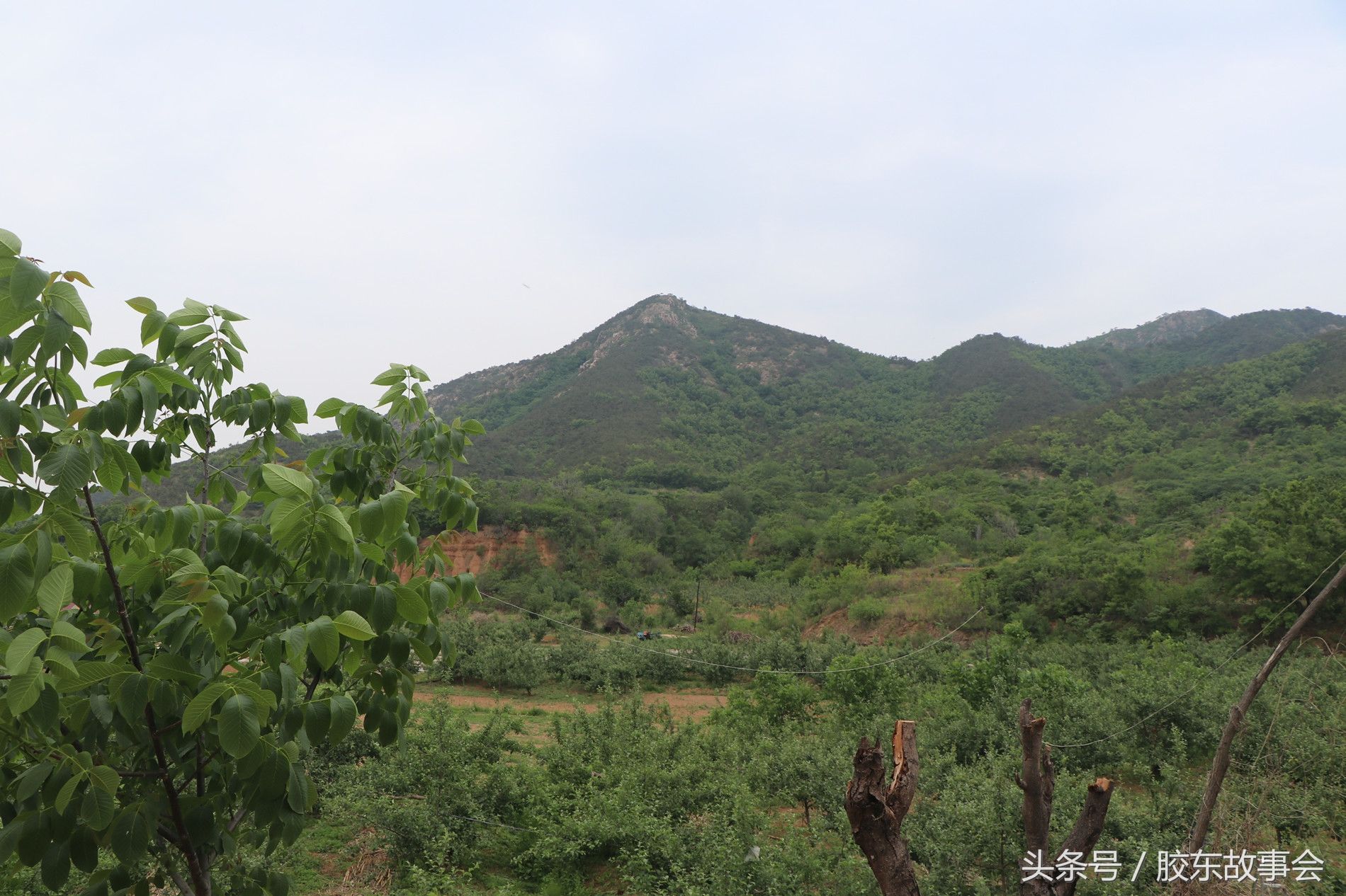 烟台栖霞这个村地处深山，鲜有外人到访，很像世外桃源