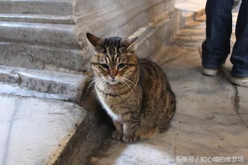 世界真奇妙，美国总统去土耳其竟然为了接见这只猫？