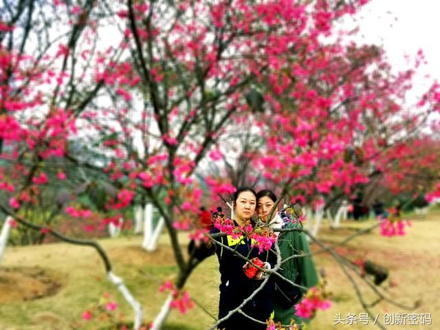 石门森林公园｜樱花开了，美女比樱花美！