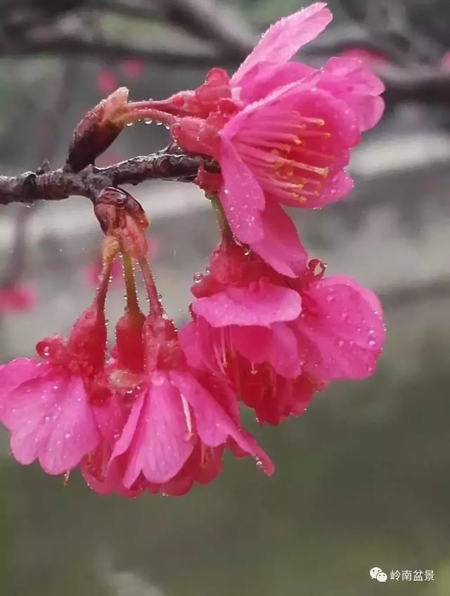 走进韶关鹿麟山私家盆景园畅心阁，感悟陈治辛大师的艺术情怀