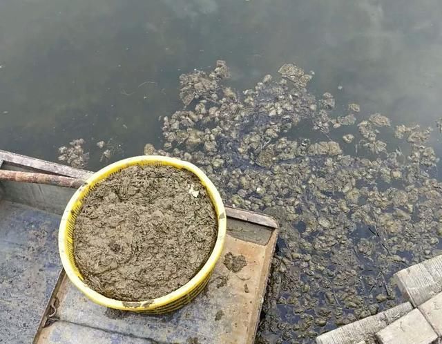 养殖水产,水草挂脏如何处理