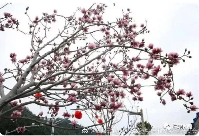 永安天斗红梅开！三明赏花处还有哪里？