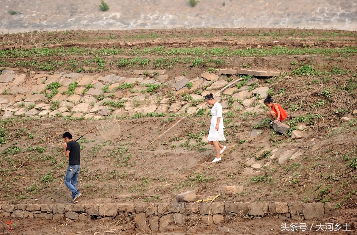 黄河流鱼奇观不再,大叔河边等一天捞了三条鱼,有人却摸起了螃蟹