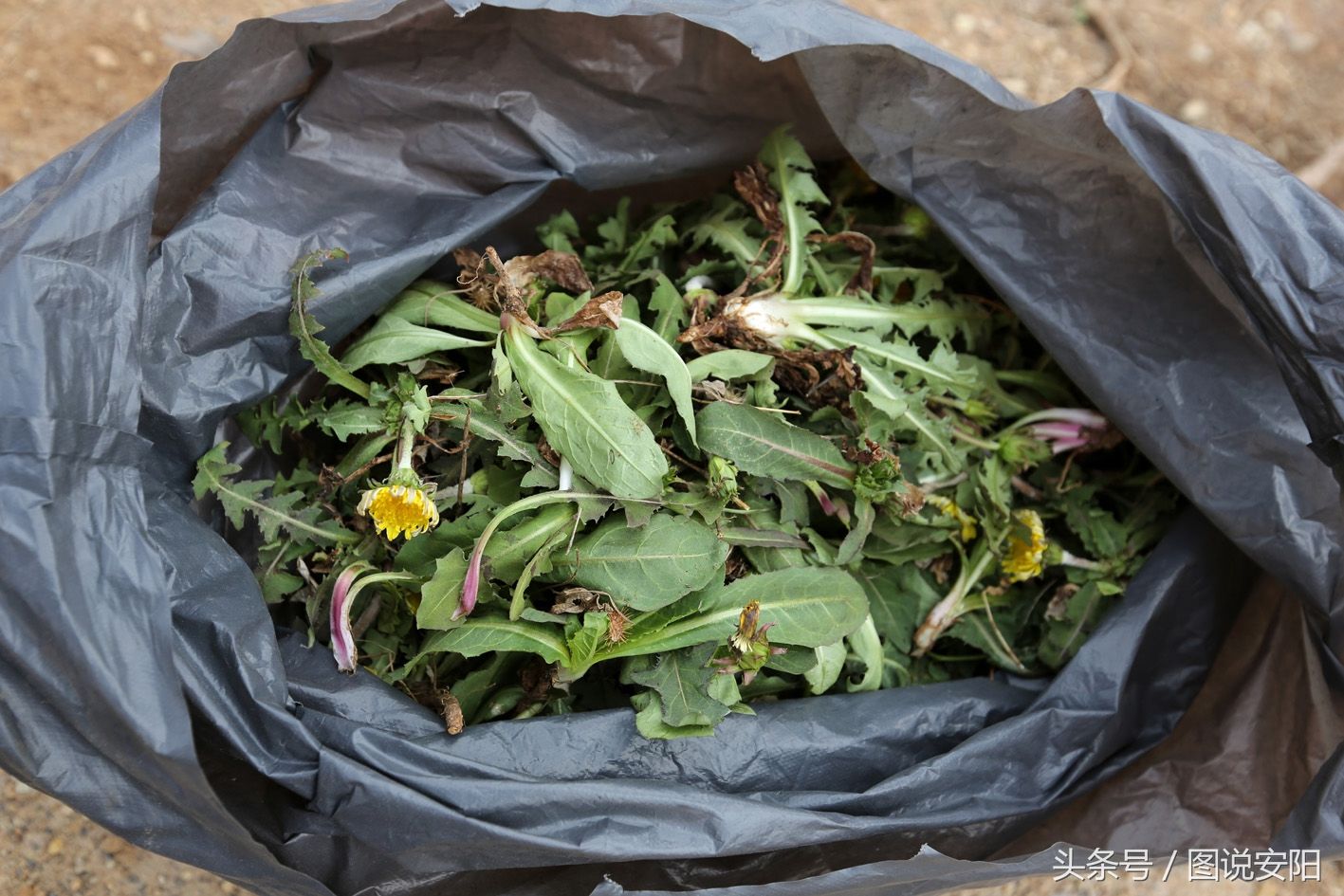 河南淇县:旅游帮扶贫困户 书记成了“店小二”