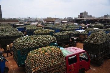 广东菠萝2毛钱一斤，果农该找谁哭诉?