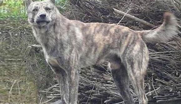 清朝最有名的猎犬,外形酷似非洲鬣狗,现如今已