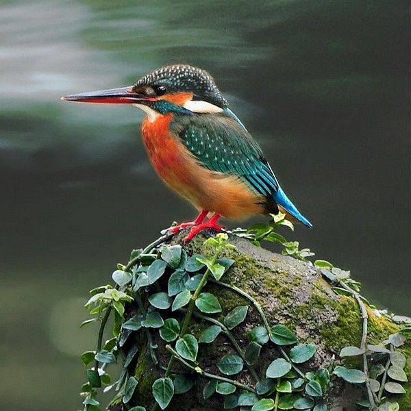 这些鸟儿真漂亮,名字却很生僻!