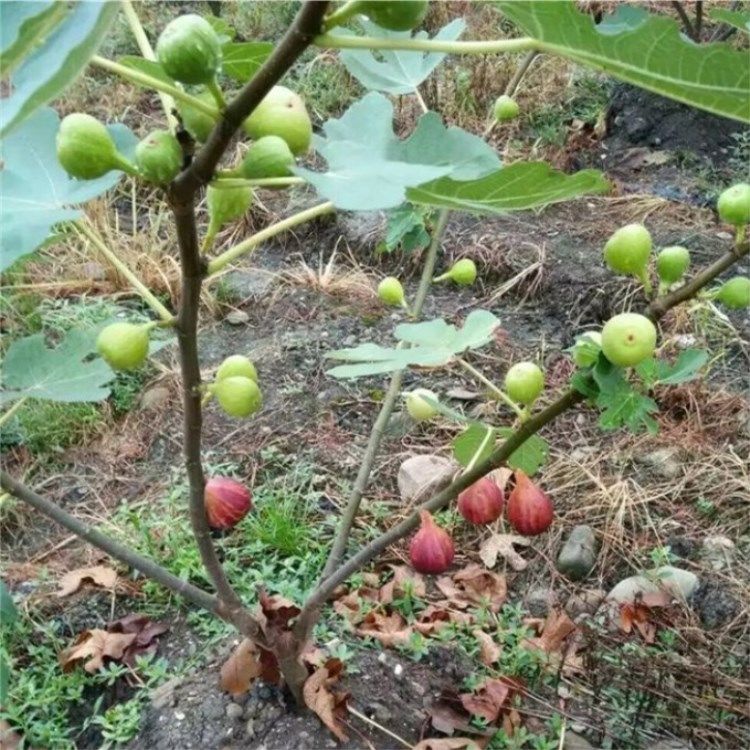 这果子不是浪得虚名!市场一斤500块，种一颗够一家人吃一年了