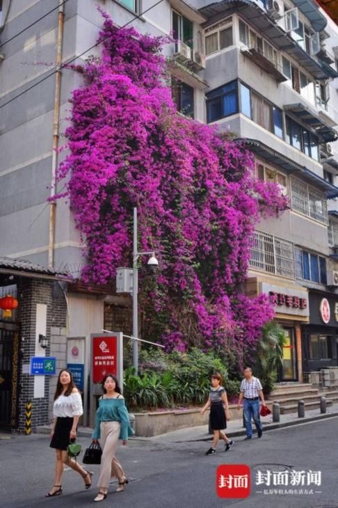 成都霸气三角梅开满4层楼 宛若紫色鲜花瀑布般壮观