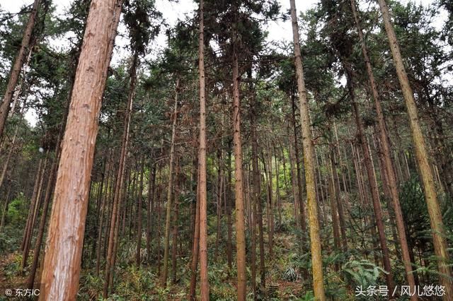 杉木良种优势，基因好，树就长得好，不要让您的杉木输在起跑线上