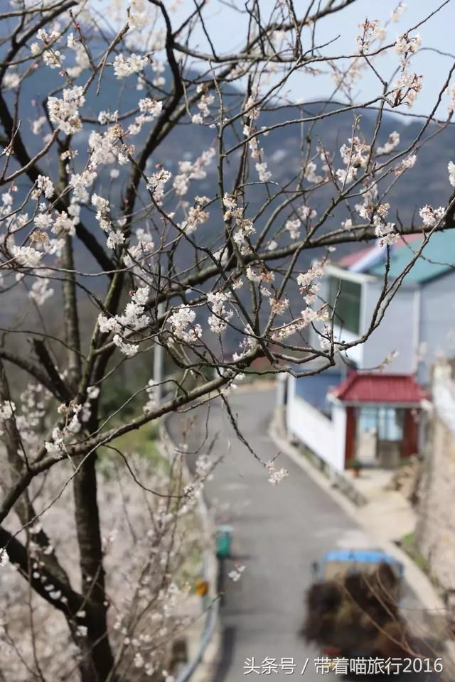 宁波四明山上这个神秘村庄，被樱桃花包围，如同世外桃源