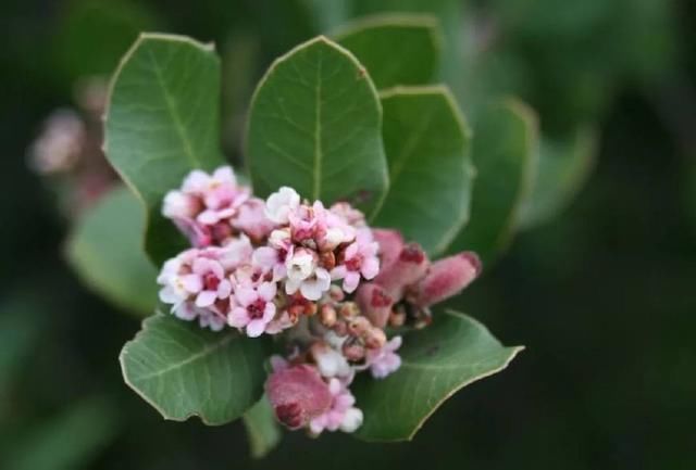 你没想到的，加州春季最美的景点，居然免费！