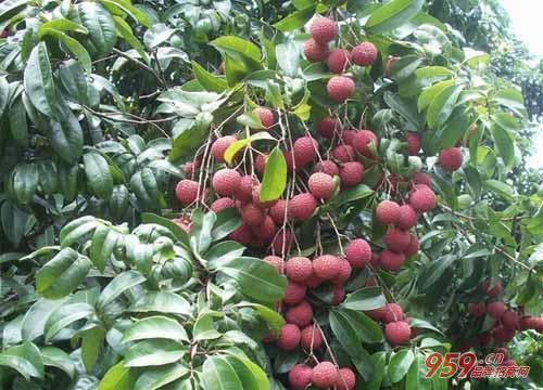 什么果树好管理又赚钱?种植这10种果树一年就