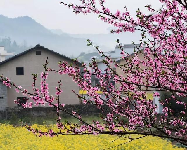 大好春光，3月花开成海！中国最美的10个赏花地，惊艳整个朋友圈