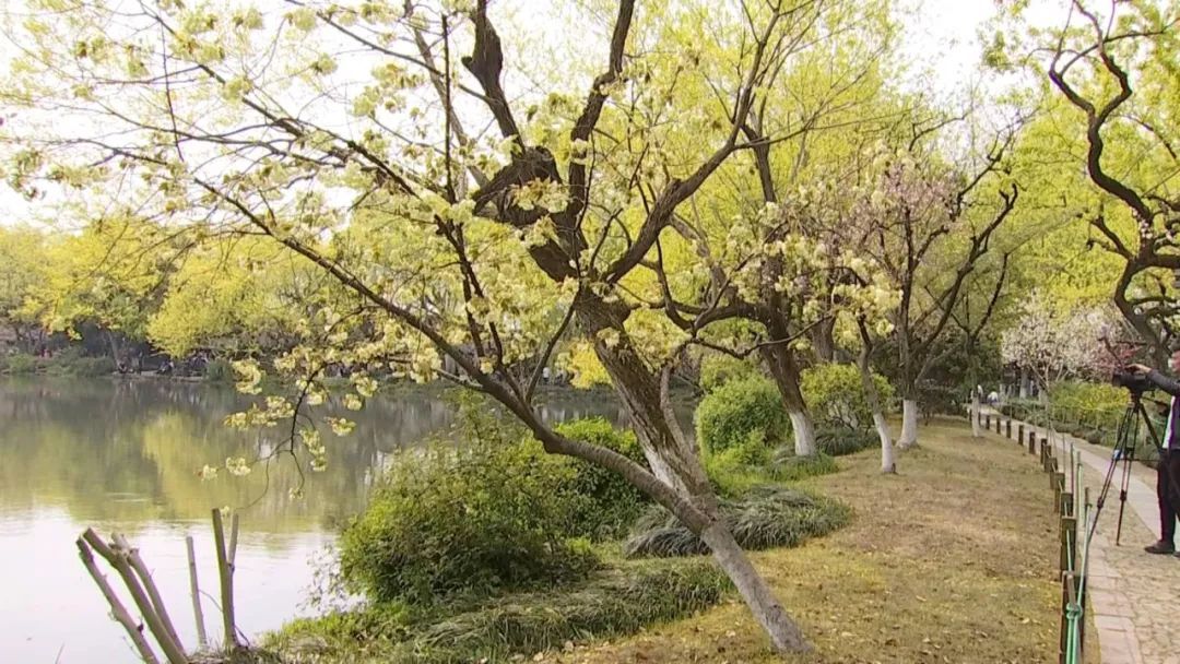 樱花还有绿色的？三潭映月这棵绿樱堪比“国宝级”大熊猫