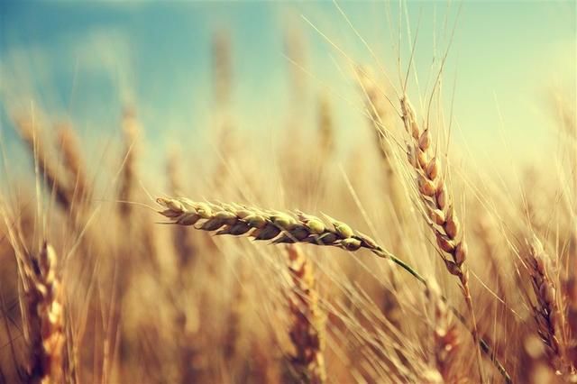 受更年期综合征困扰的朋友，应该来试试这款茶饮！