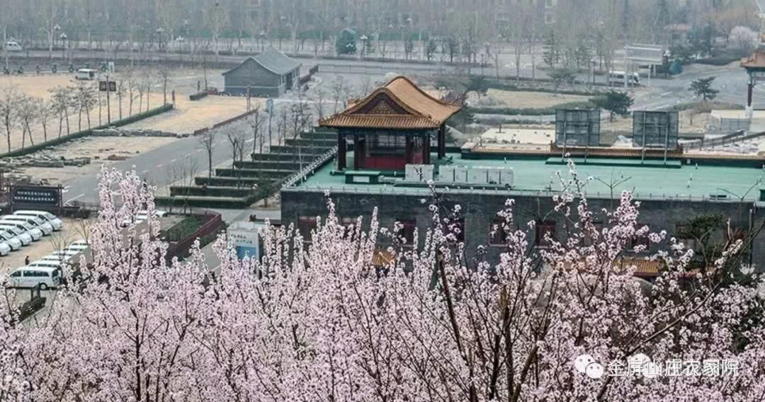 清明时节，桃杏争艳，金屏山庄，出行之选！
