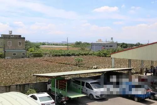 台湾凤梨“价崩”,82岁老农赔千万,追问原因:眼泪要下来了