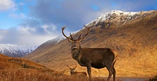 痛心!丹麦首富4个孩子3个丧生斯里兰卡恐袭.身