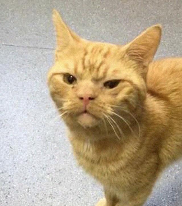 伦敦街头的a表情猫,获救的表情面部下雨搞笑表情,让它不爽图片
