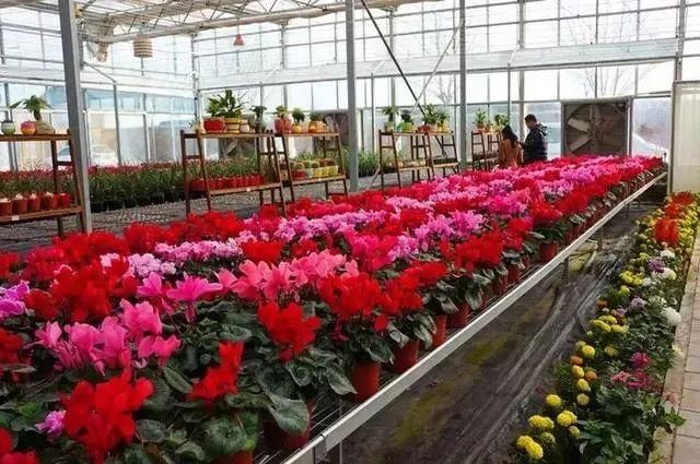 草莓采摘攻略,兰州周边草莓采摘基地全在这里