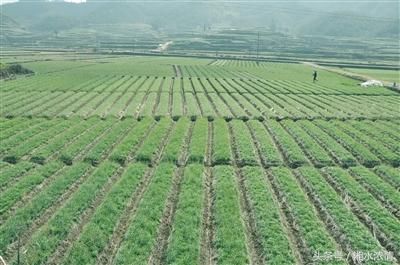 太子参种植是农民调结构促产业求发展的好项目