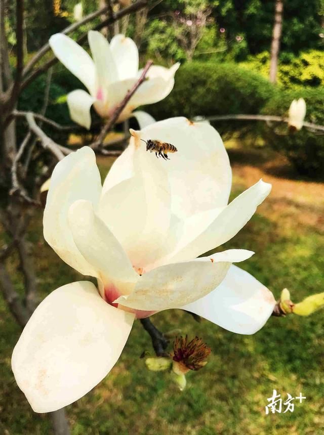 羊城温暖如春，玉兰花开烂漫如诗