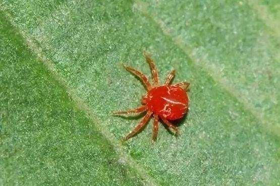柳州害虫防治 柳州害虫防治