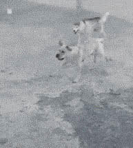 就喜欢这些成精的狗子,每天都能哈哈嘿嘿