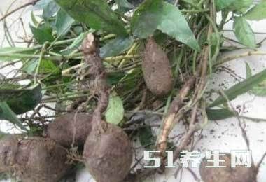 农村都非常少见的“土老鼠”城里人都在找 见过的大概暴露年纪了