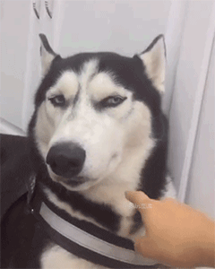 法式英语神翻译误人子弟[偷笑][偷笑][呲牙]