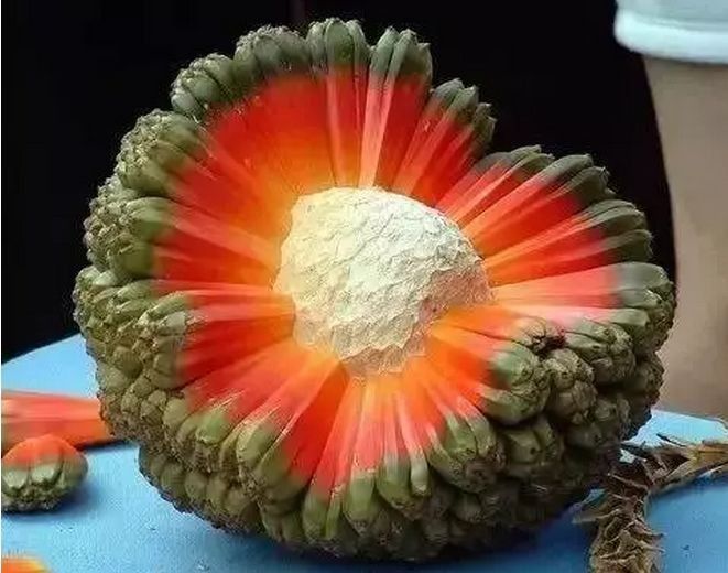 世界上最贵的水果，你见过几种呢?