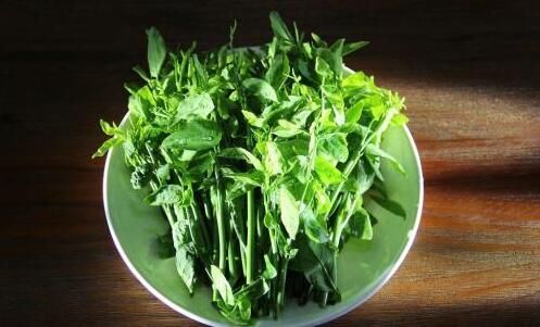 果蔬,药材,农作物种植什么效益好