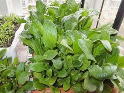 适合在家种的三种蔬菜, 一盆长满一大片, 够全家