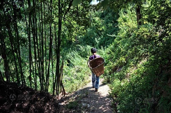 山间老中医的祖传疼痛秘方，竟然只是一种神秘草，疼痛良方