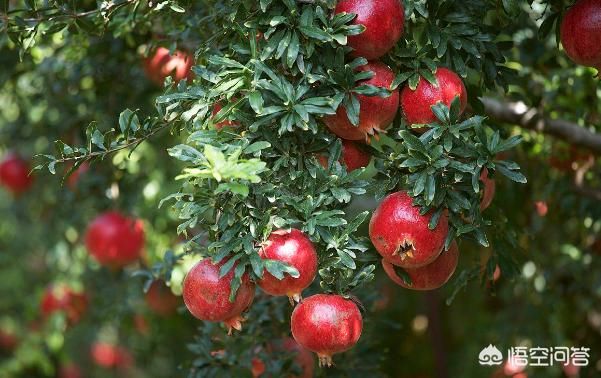 农村庭院里种上这几种树，寓意好又漂亮，还能够吃果子
