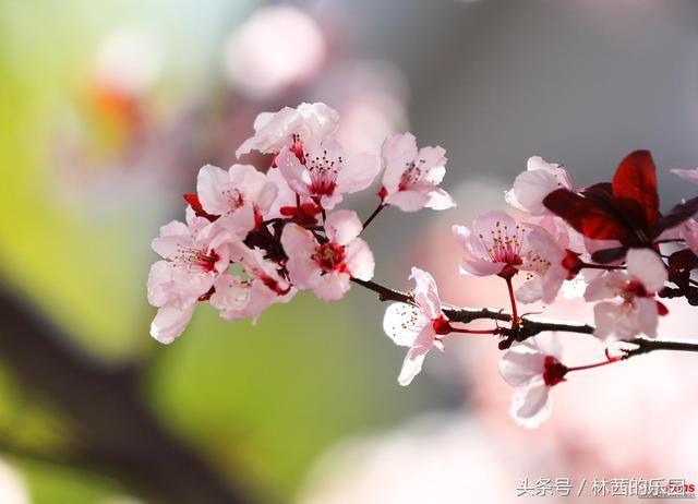 面朝大海春暖花开，这80句歌咏百花的唯美诗词名句，你知道多少？