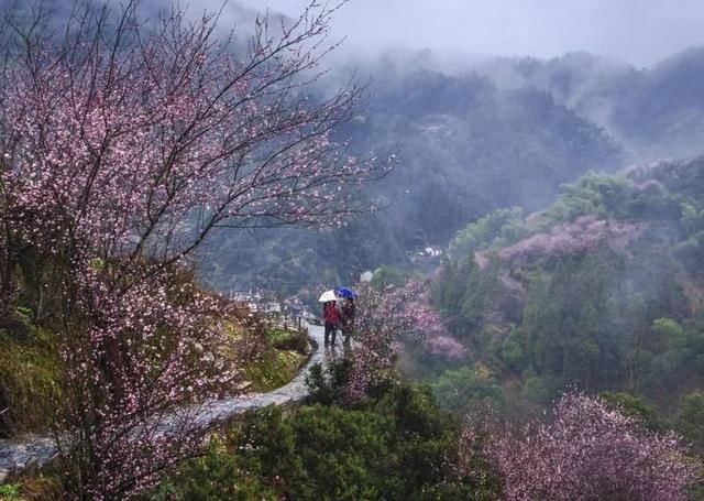 最美赏花地！最大的野生玉兰花海，天然梅博园花期正好丨无门票