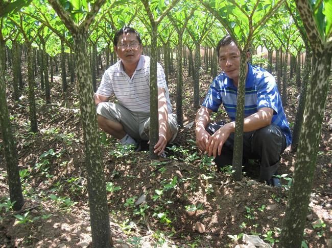 农民在地里种它，每亩收益轻松过万元