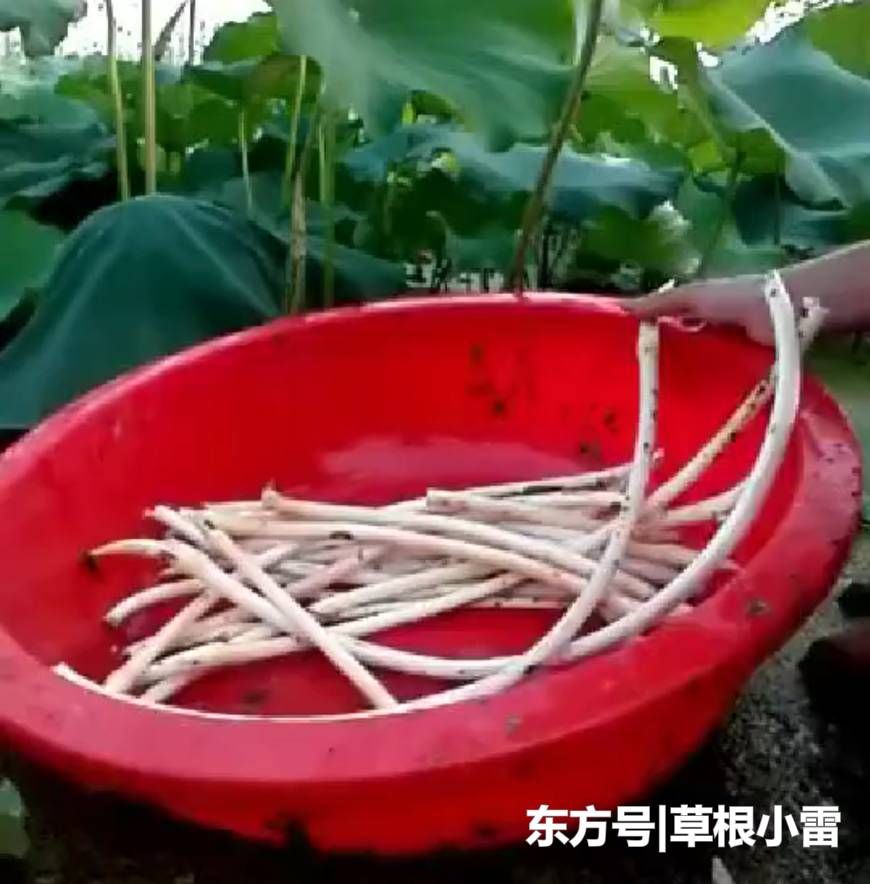 农村小伙每天靠挖“它”日赚几百元，比外出打工强多了！