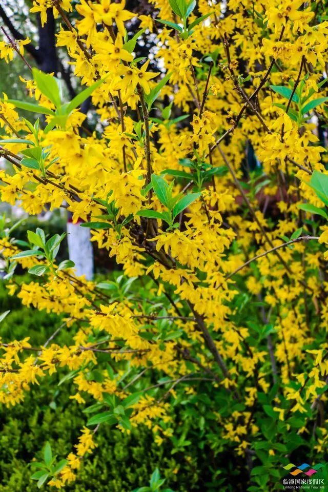 春满中国 醉西安｜春游好去处：在临潼度假区芷阳广场听见花开的