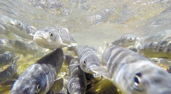 半河清水半河鱼 青海湖，又到湟鱼洄游时，壮观、神奇