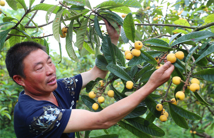 广安华蓥荒山荒坡结出“金蛋蛋”