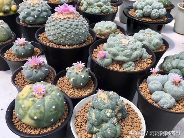 国外买回来的多肉有毒?拒接购买!
