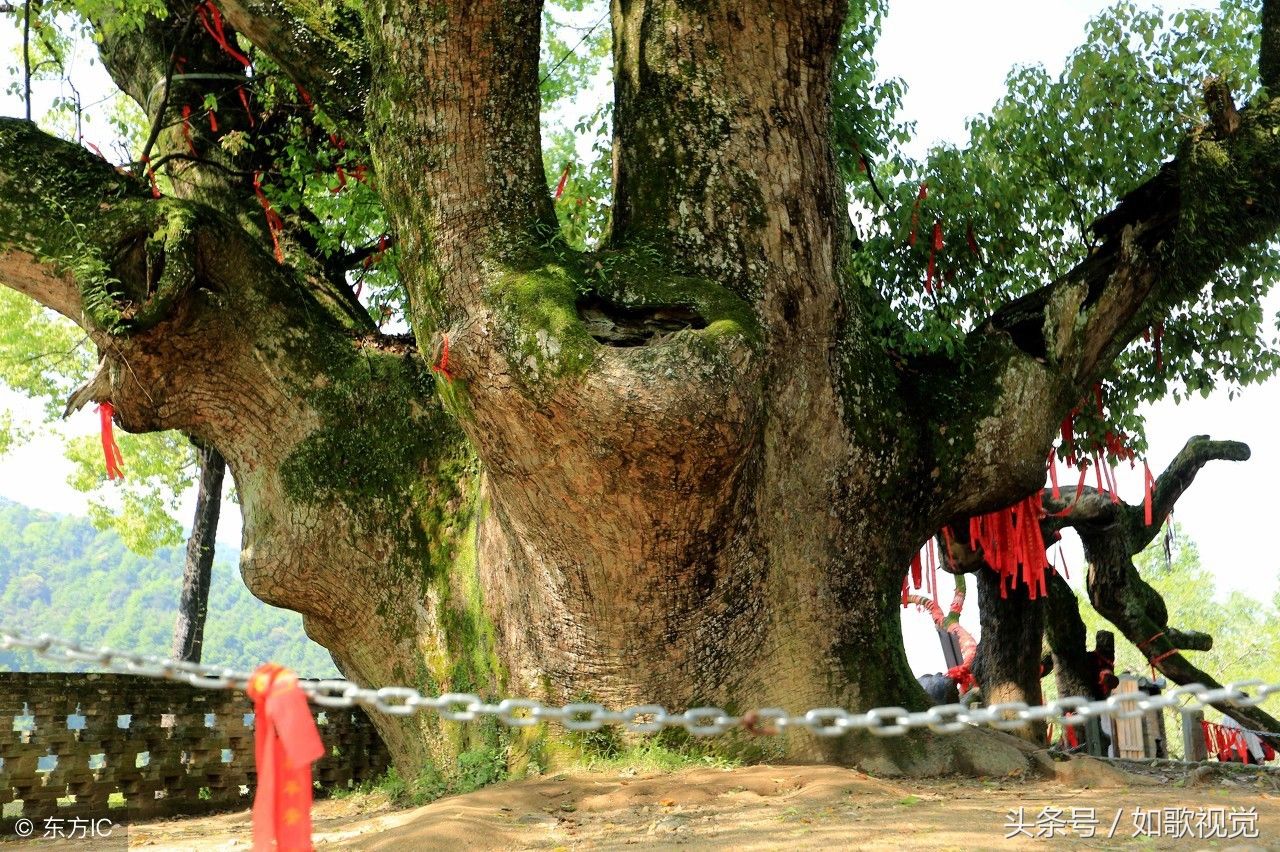 婺源这棵古樟树，树龄1600余年枝繁叶茂，游客来这里都会做一件事